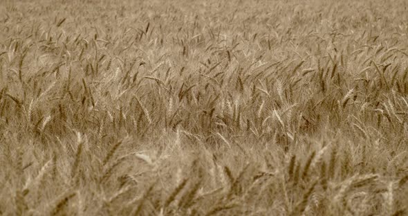 Ears of wheat moving from the wind in a wheat field