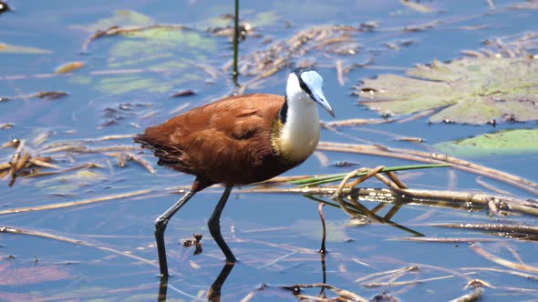 African jacana jumps up from a lake alt