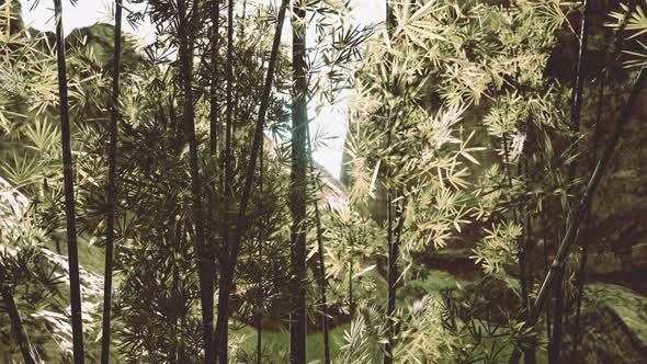 Bamboo Green Forest in Deep Fog alt