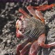 Close Up of Red Crabs on Rocks - VideoHive Item for Sale