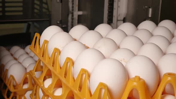 Machine stacks eggs in orange trays on conveyor belt alt