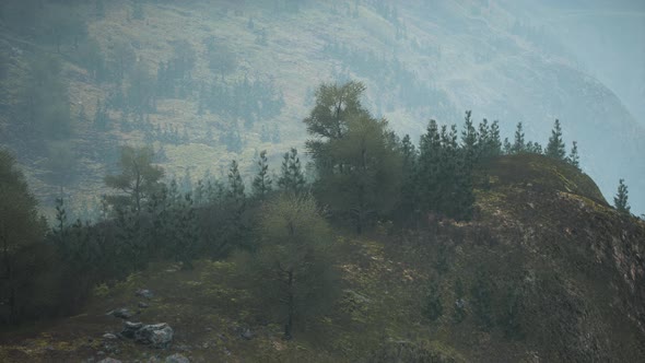 Trees on Meadow Between Hillsides with Forest in Fog alt