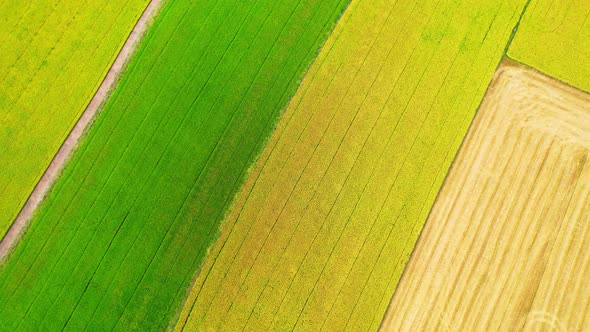 4K Aerial Wide view of Beautiful green rice fields in the rural of Thailand alt