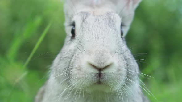 Cute Fluffy Little Bunny on a Green Meadow in Sunny Sunny Weather Closeup alt