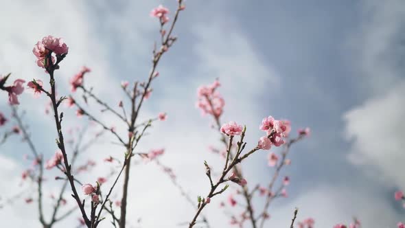 Slow Motion Move Pink Blooming Tree in Spring With Audio