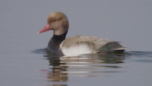 Red-crested Pochard Swimming in a Lake