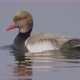 Red-crested Pochard Swimming in a Lake - VideoHive Item for Sale