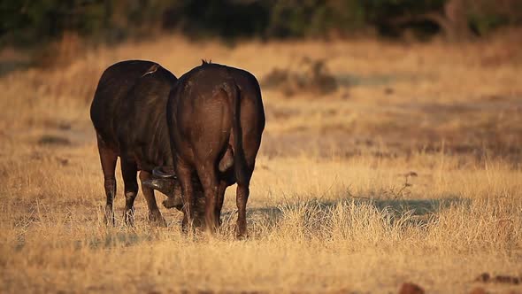 Two large buffalo, syncerus caffer wrestle and fight for dominance in golden light at Sabi Sands pri alt