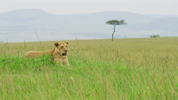 Lioness resting in the savanna alt