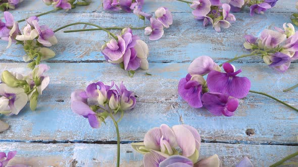 Colorful summer garden flowers: lilac sweet pea on the vintage wooden light blue background. alt