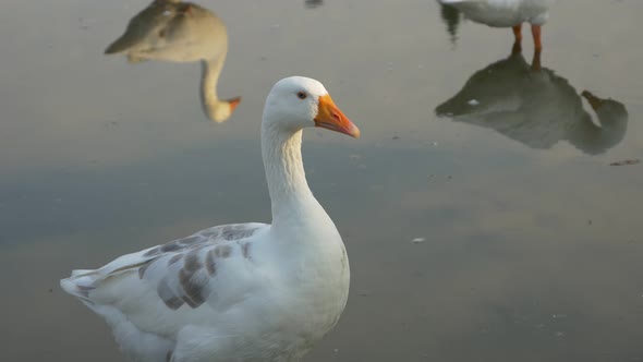 White goose in pond 4K 3840X2160 UHD footage - Beautiful goose in pond 4K 2160p UHD footage alt