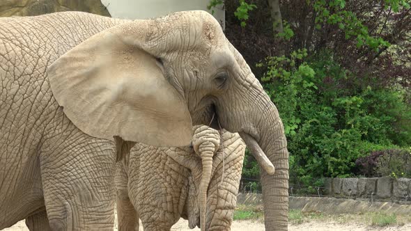 African bush elephant (Loxodonta africana)