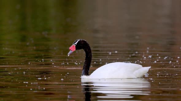 Single Black Necked Swan diving in lake water to hunt and eat. Slow mo close up alt