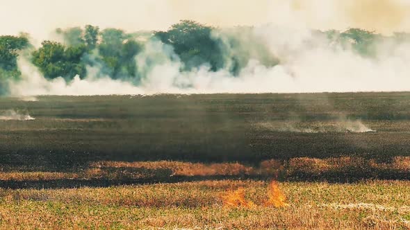 Dry grass is burning. Forest fire background. Damage to nature.