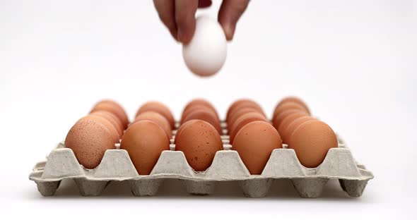 Close Up of Close Up of a Hand Putting in One White Chicken Egg in Between Brown Eggs in a Cardboard alt