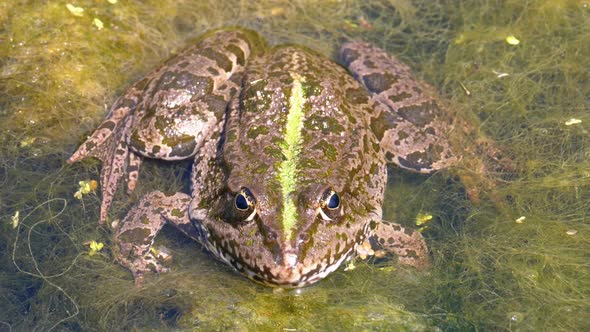 Green Frog in the River. Close-Up. Portrait Face of Toad in Water with Water Plants alt