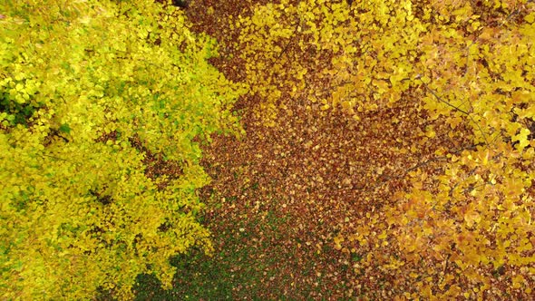 Flying over autumn tree tops in the forest, view from the top.