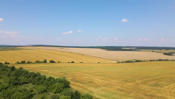 Aerial Landscape View of Yellow Cultivated Agricultural Field with Dry Straw of Cut Down Wheat After alt