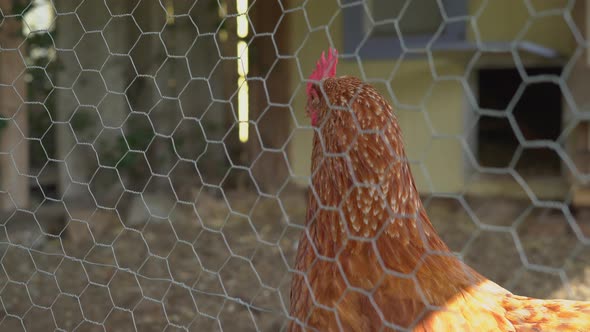 A Flock of Chickens in a Pen