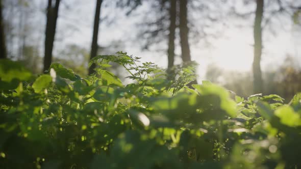 High Grass Grows on Lawn Against Trees in Park on Sunny Day alt