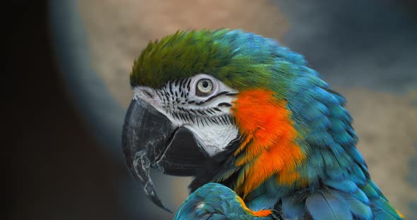 Macro Beautiful Macaw Parrot Bird Eye Close Up, Tropical Nature Color Wildlife