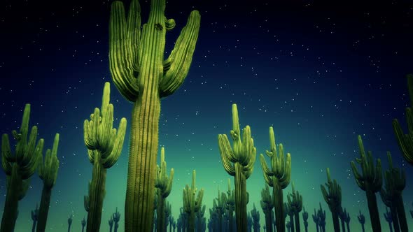Cactus Nighttime Hd alt