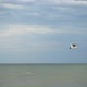 Flight of a Seagull - VideoHive Item for Sale