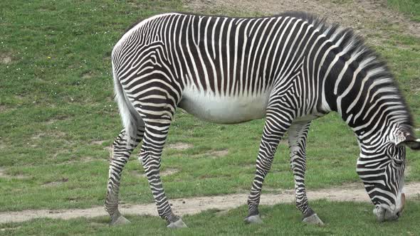 Grevy's Zebra (Equus grevyi) grazing