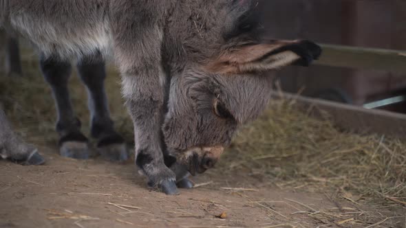 A cute little newborn miniature mediterranean donkey with a fringe standing on a dusty ground, licki alt