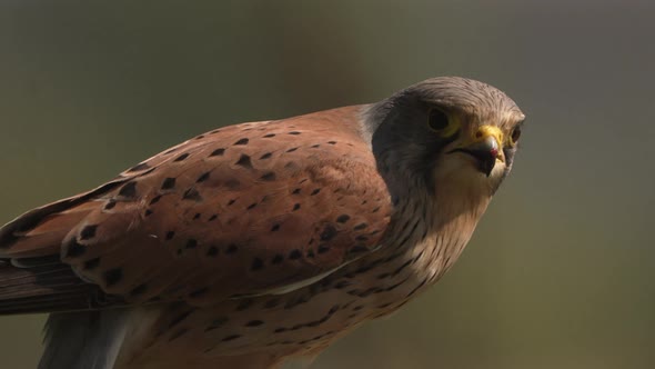 Extreme close-up of majestic chestnut brown Common Kestrel eating meat alt
