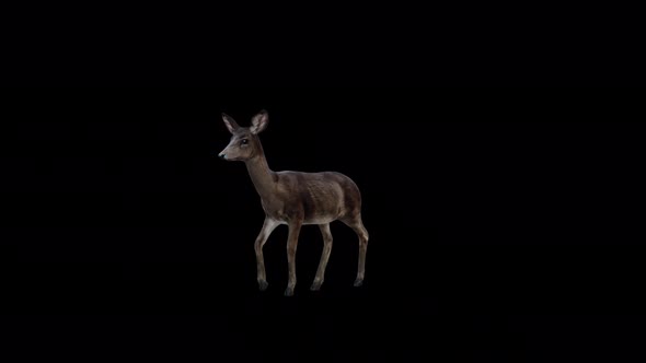 Black Deer Doe Walk View From Front Side alt