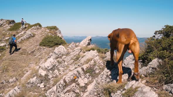 Hiking in Bulgaria Hungarian Vizsla Dog at Mountain Peak in Sunny Day alt
