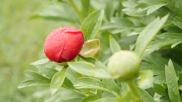 Close-up of red Paeoniaceae plant 4K 2160p 30fps UltraHD footage - Paeonia peregrina flower shallow  alt
