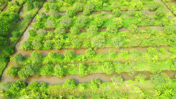 An aerial view over banana and durian plantations alt