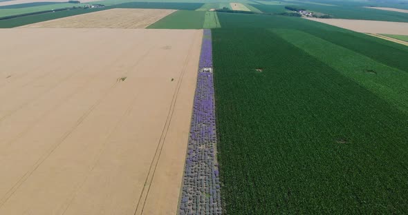 Wondrous Landscape Of Lush Corn Crops And Golden Wheat With A Row Of Blooming Lavender At The Field. alt