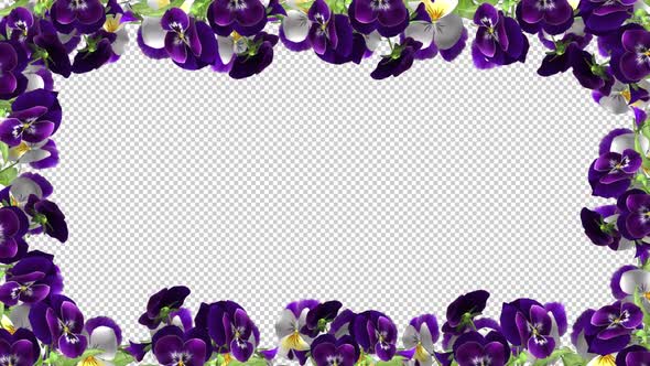 Pansy Flowers - Screen Frame In Out - II -  Alpha Channel