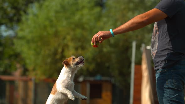 Dog jumping for a tennis ball, Ultra Slow Motion alt