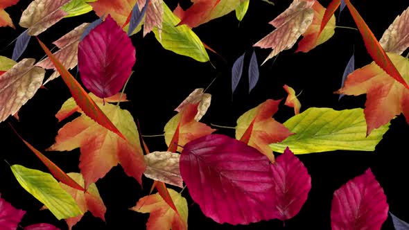 Fall Leaves - Forest Trees - Windy Transition - From Top