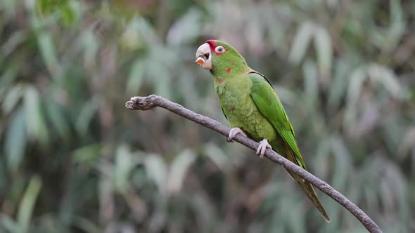 Close up shot of tropical green Mitred Parakeet eating food in nature of Andes alt