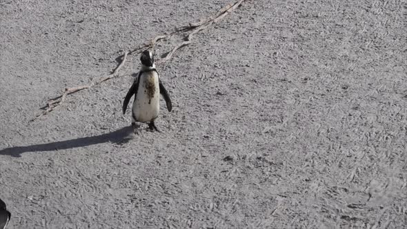 African Penguin Waddling on Sand at Beach