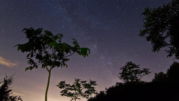 Timelapse of the Milky Way behind trees and bushes in the wild alt