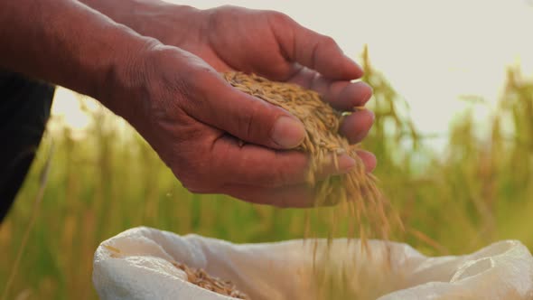 Close Up Hands of Farmer Touching Poured Through the Fingers Wheat Grains in a Sack alt
