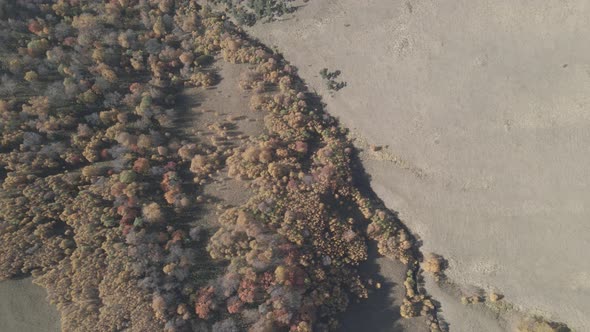 Flying over beautiful mountains in Bakuriani. Aerial view of Autumnal forest. Georgia alt