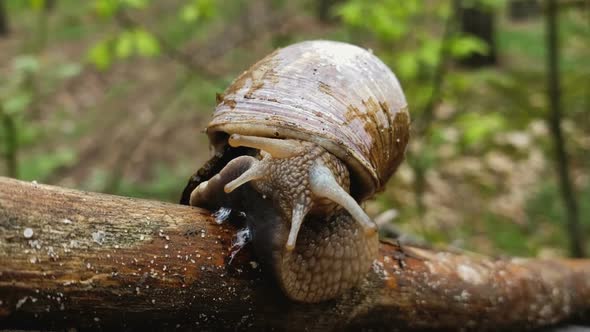 Wild Land Snail With Tentacles on Forest Wood, Mollusk With Shell, Environment