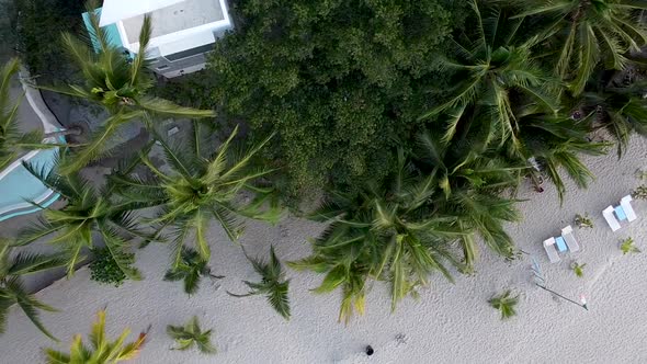 Top-down pedestal aerial drone shot of palm trees and a fancy resort in a paradise beach in Sayulita alt