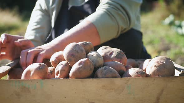 The Farmer Is Holding Raw Potatoes alt