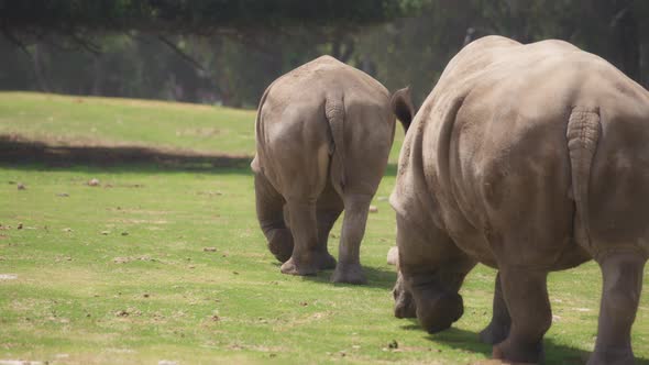 Herd of white rhinos walking away