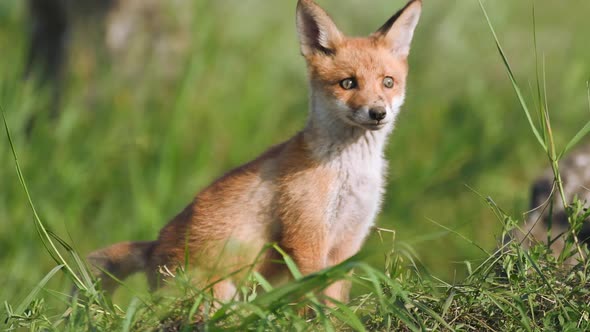 Cute red fox cubs sits in the grass and looks around. Vulpes
