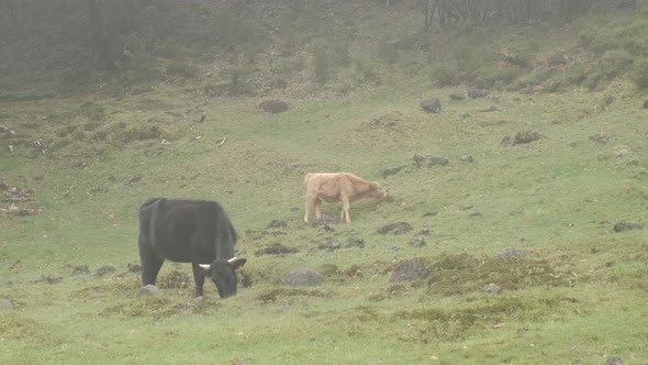 Still shot cows herding at Laurissilva Forest in mist weather, Madeira Island alt