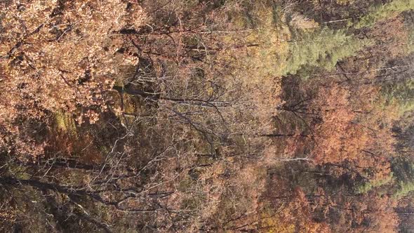 Vertical Video of a Forest with Many Trees in Autumn alt